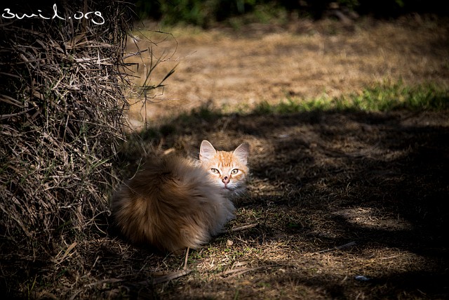 Cat Feral Outdoor Cat, Tunisia