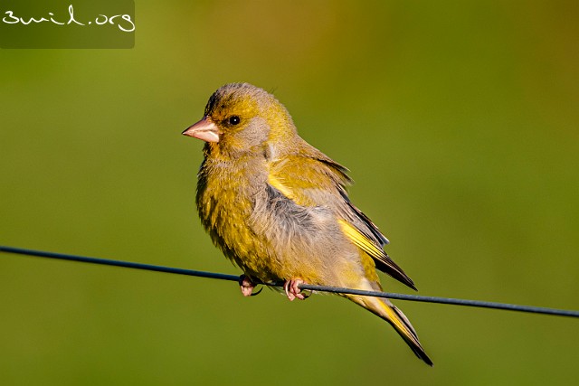 1525 Passerine European Greenfinch, ♂, Sweden Grönfink, Hökälla