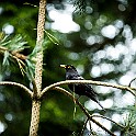 2aLongDay-Botani20170603-165705XF.jpg