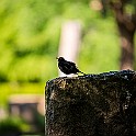 Arch-Bird20200601-163908XF.jpg