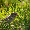 Belarus-Minsk20160708-173130XCF.jpg