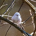 1220 Passerine Long-tailed Tit, Stjärtmes, Lärjedalen, Sweden, چرخریسک دمدراز