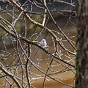 1220 Passerine Long-tailed Tit, Stjärtmes, Lärjedalen, Sweden, چرخریسک دمدراز