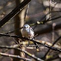 1220 Passerine Long-tailed Tit, Stjärtmes, Larjedalen, Sweden, چرخ‌ریسک دم‌دراز