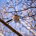 1220 Passerine Long-tailed Tit, Stjärtmes, Larjedalen, Sweden, چرخریسک دمدراز