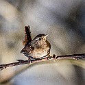 1210 Passerine Eurasian Wren, Gärdsmyg, Lärjedalen, Sweden، الیکایی اوراسیایی