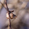 1210 Passerine Eurasian Wren, Gärdsmyg, Lärjedalen, Sweden، الیکایی اوراسیایی