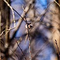 1210 Passerine Eurasian Wren, Gärdsmyg, Lärjedalen, Sweden، الیکایی اوراسیایی