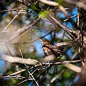 Bird-Liam-Hokalla20200503-164902XF.jpg