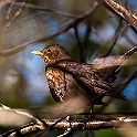Bird-Liam-Hokalla20200503-164906XF.jpg