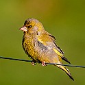 Bird-Liam-Hokalla20200503-193514XCF.jpg