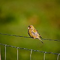 Bird-Liam-Hokalla20200503-193514XF.jpg