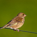 Bird-Liam-Hokalla20200503-193514_01XCF.jpg