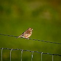 Bird-Liam-Hokalla20200503-193514_01XF.jpg