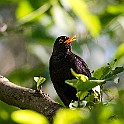 Bird-Slotts-Tors20190526-180926XCF.jpg