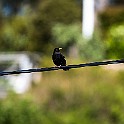 Bird-Valen-Marho20190516-151228XF.jpg