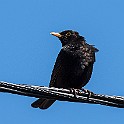 Bird-Valen-Marho20190516-151322_01XCF.jpg