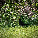 Bird-Valen-Marho20190516-151409XF.jpg