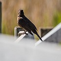 Bird-Valen-Marho20190516-151800XFC.jpg
