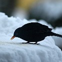 Birds-Fridhem20100207-154014XC.jpg