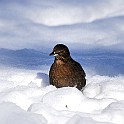 Birds-Fridhem20100223-131906.JPG