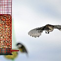 1235 Passerine Great Tit, Talgoxe (L), European Crested Tit, Tofsmes (R)