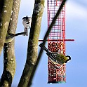 1235 Passerine Great Tit, Talgoxe (right&left), European Crested Tit, Tofsmes (rear)