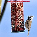 1235 Passerine European Crested Tit, Tofsmes, Gothenburg, Sweden