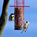 1235 Passerine Great Tit, Talgoxe (L), European Crested Tit, Tofsmes (R)