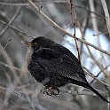 Birds-Fridhem20100223-144908_01.JPG
