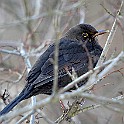 Birds-Fridhem20100223-144936XC.jpg