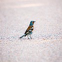 Falkenbe-Veronic20140709-192201.JPG