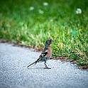 Falkenbe-Veronic20140709-192204.JPG