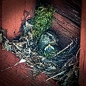 1210 Passerine Eurasian Wren, Gärdsmyg, Fegen, Halland, Sweden، الیکایی اوراسیایی with its chick