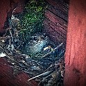 1210 Passerine Eurasian Wren, Gärdsmyg, Fegen, Halland, Sweden، الیکایی اوراسیایی with its chick