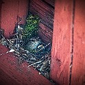 1210 Passerine Eurasian Wren, Gärdsmyg, Fegen, Halland, Sweden، الیکایی اوراسیایی with its chick