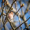 Guldhed-Bird-Gbg20190414-152204XCF.jpg