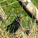 Hornborgasjon20090418-082952.JPG