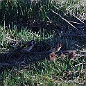 Hornborgasjon20090418-085210.JPG