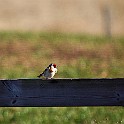 Hornborgasjon20090418-085228L.jpg