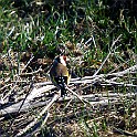 Hornborgasjon20090418-085320L.jpg
