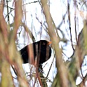 Soly-Linnarhult20100123-132824-2L.jpg