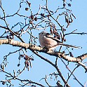 1220 Passerine Long-tailed Tit, Stjärtmes, Gothenburg, Sweden, چرخ‌ریسک دم‌دراز