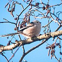 1220 Passerine Long-tailed Tit, Stjärtmes, Gothenburg, Sweden, چرخریسک دمدراز