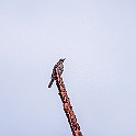 Thai-Street-Bird-Hike20211126-031123XCF.jpg