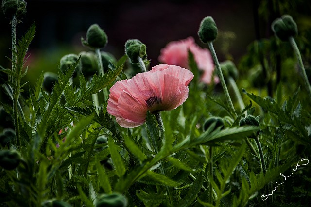 Ranunculales, Sweden Papaver pseudo-orientale Jättevallmo Gothenburg, Sweden