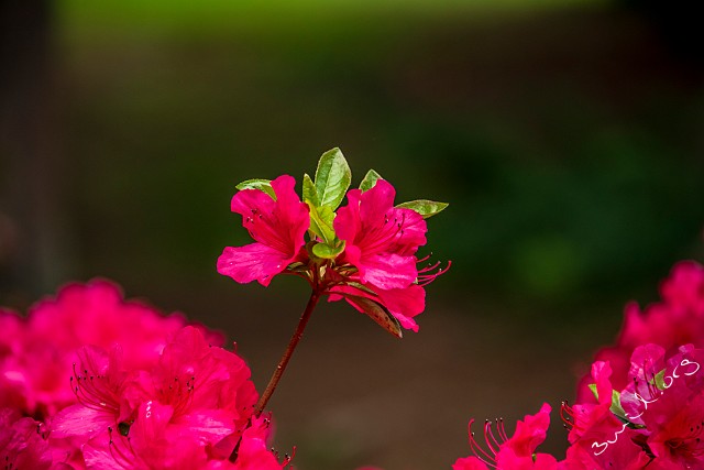 2aLongDay-Botani20170603-165525XF Gothenburg, Sweden