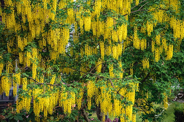 Sweden, Gothenburg Laburnum, Golden Chain, Golden Rain, Hybridgullregn (Laburnum ×watereri), Sweden, Gothenburg