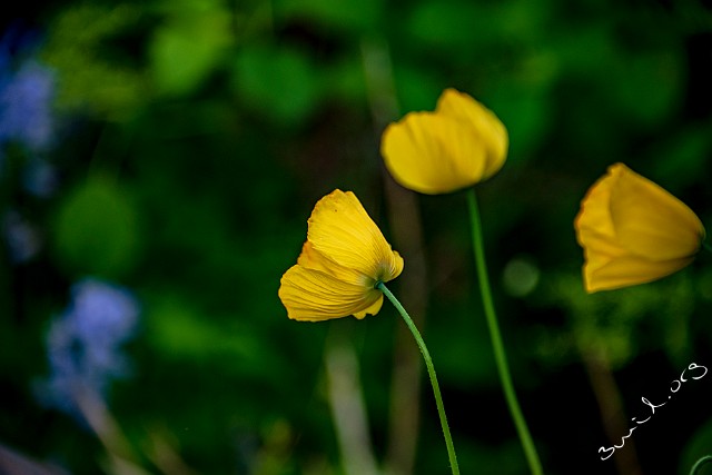 2aLongDay-Botani20170603-170619XF Gothenburg, Sweden