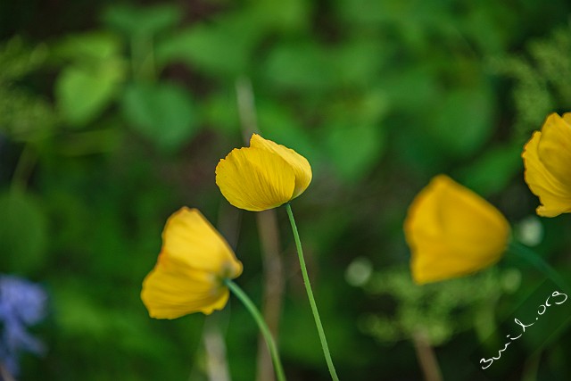 2aLongDay-Botani20170603-170620XF Gothenburg, Sweden